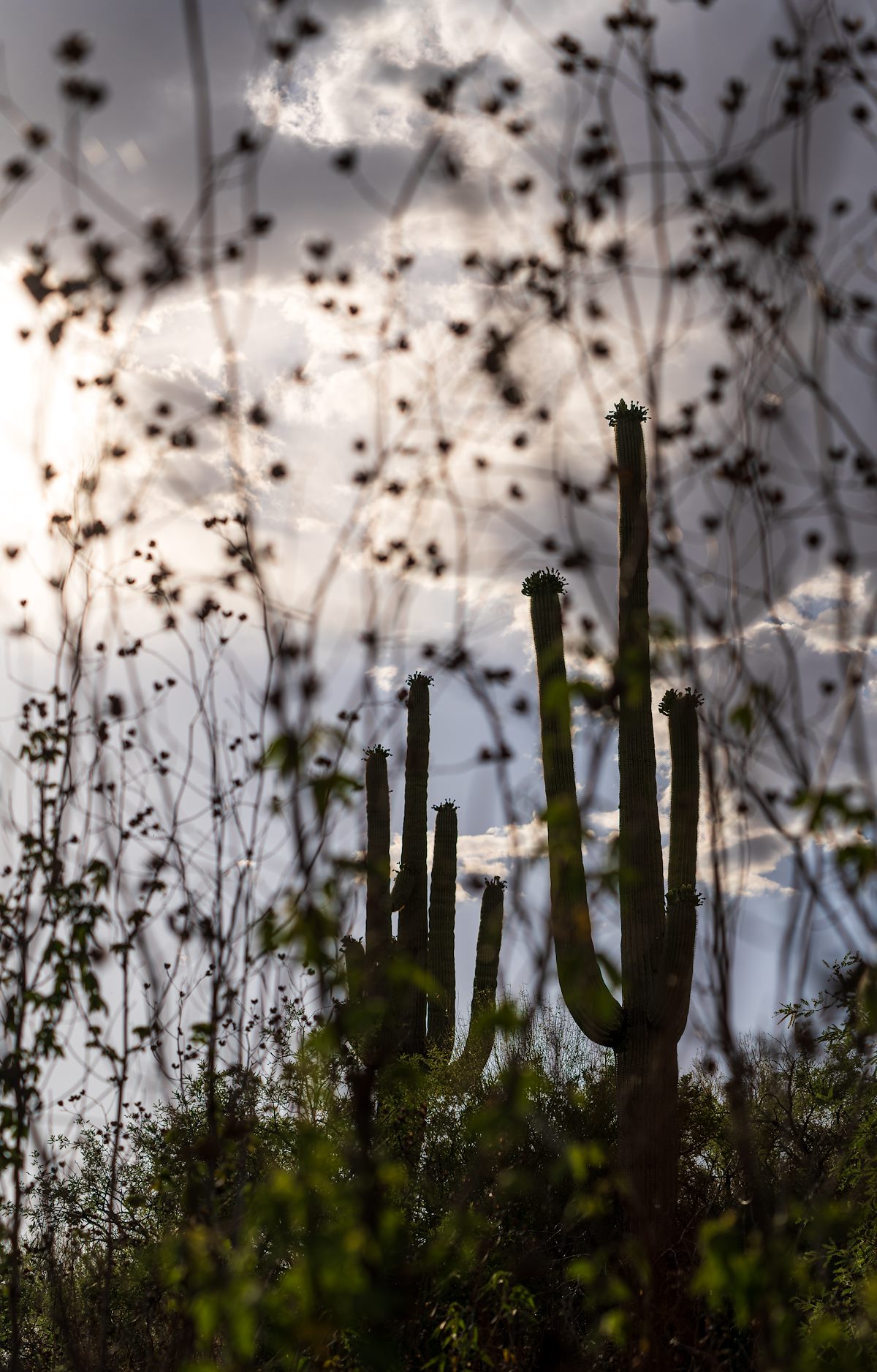 2023 June Saguaro and Desert Cotton