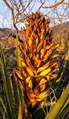 2023 March Banana Yucca in Sunset Light