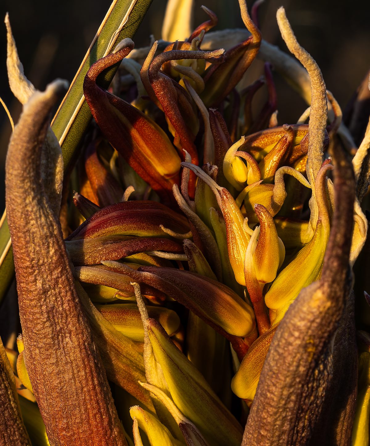 2023 March Banana Yucca Up Close