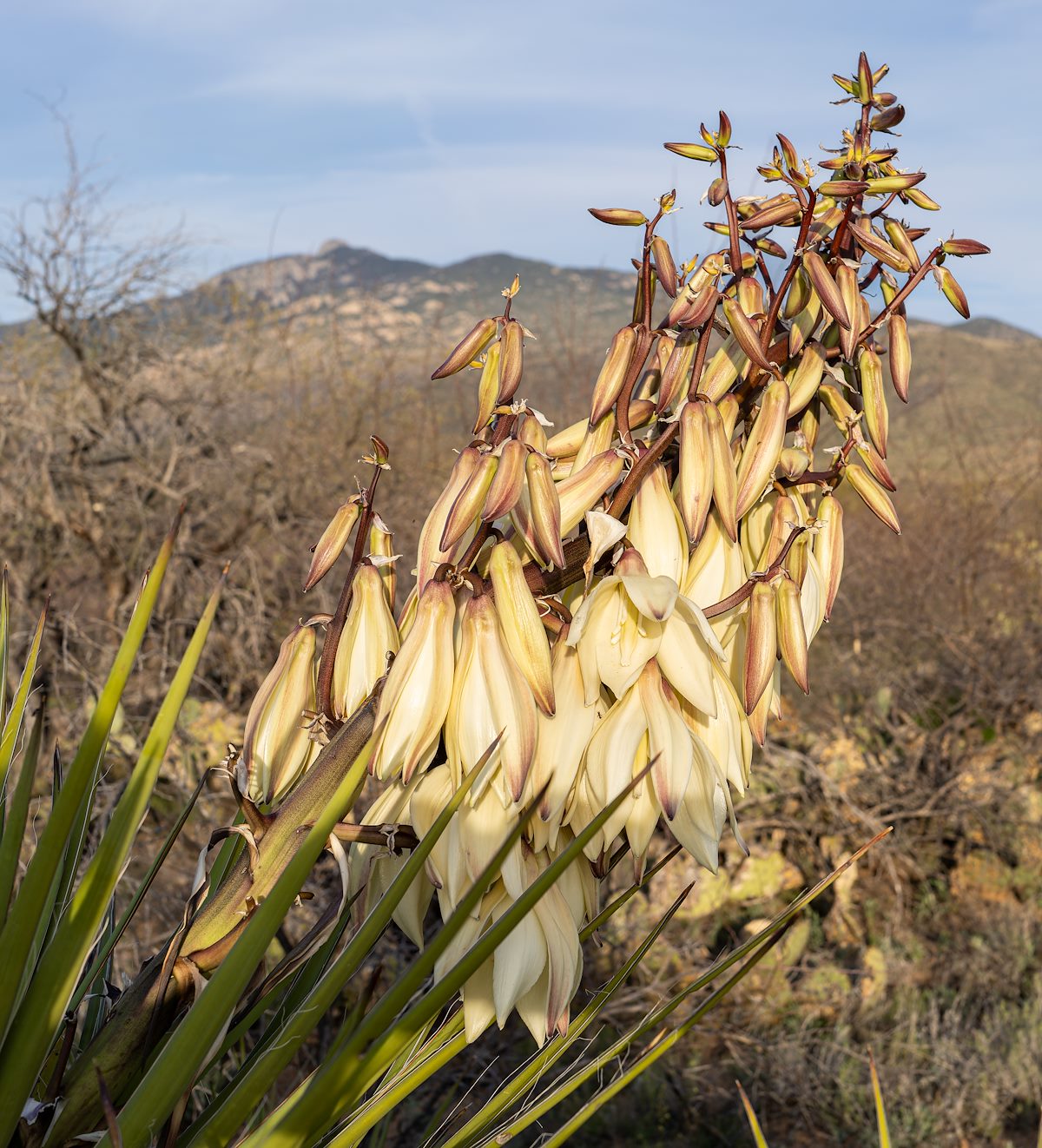 2023 March Banana Yucca