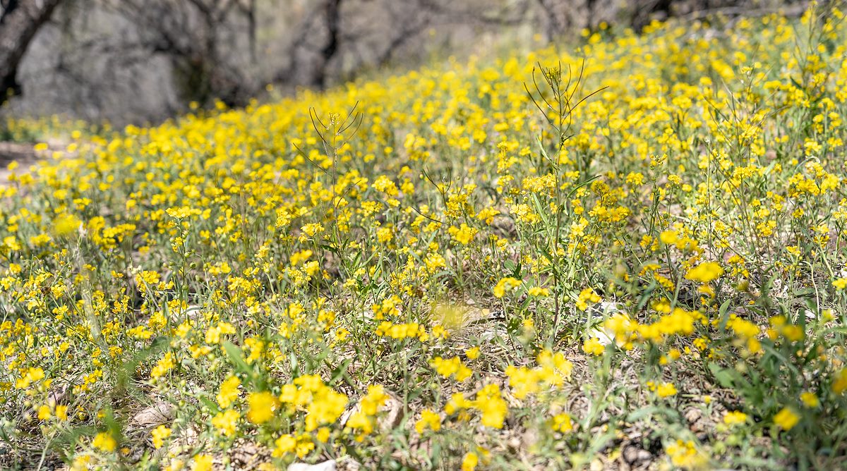 2023 March Bladderpods along the Arizona Trail in Colossal Cave Mountain Park