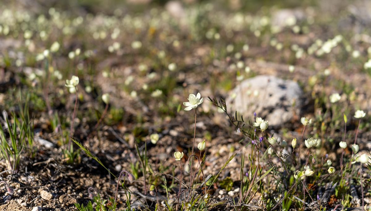 2023 March Creamcups off Redington Road