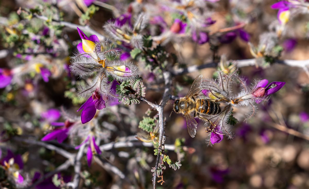 2023 March Indigobush and Bee 01