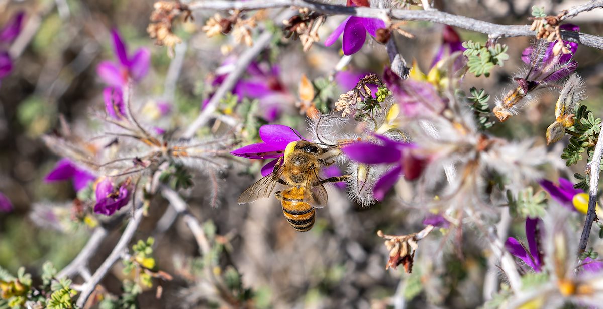 2023 March Indigobush and Bee 02