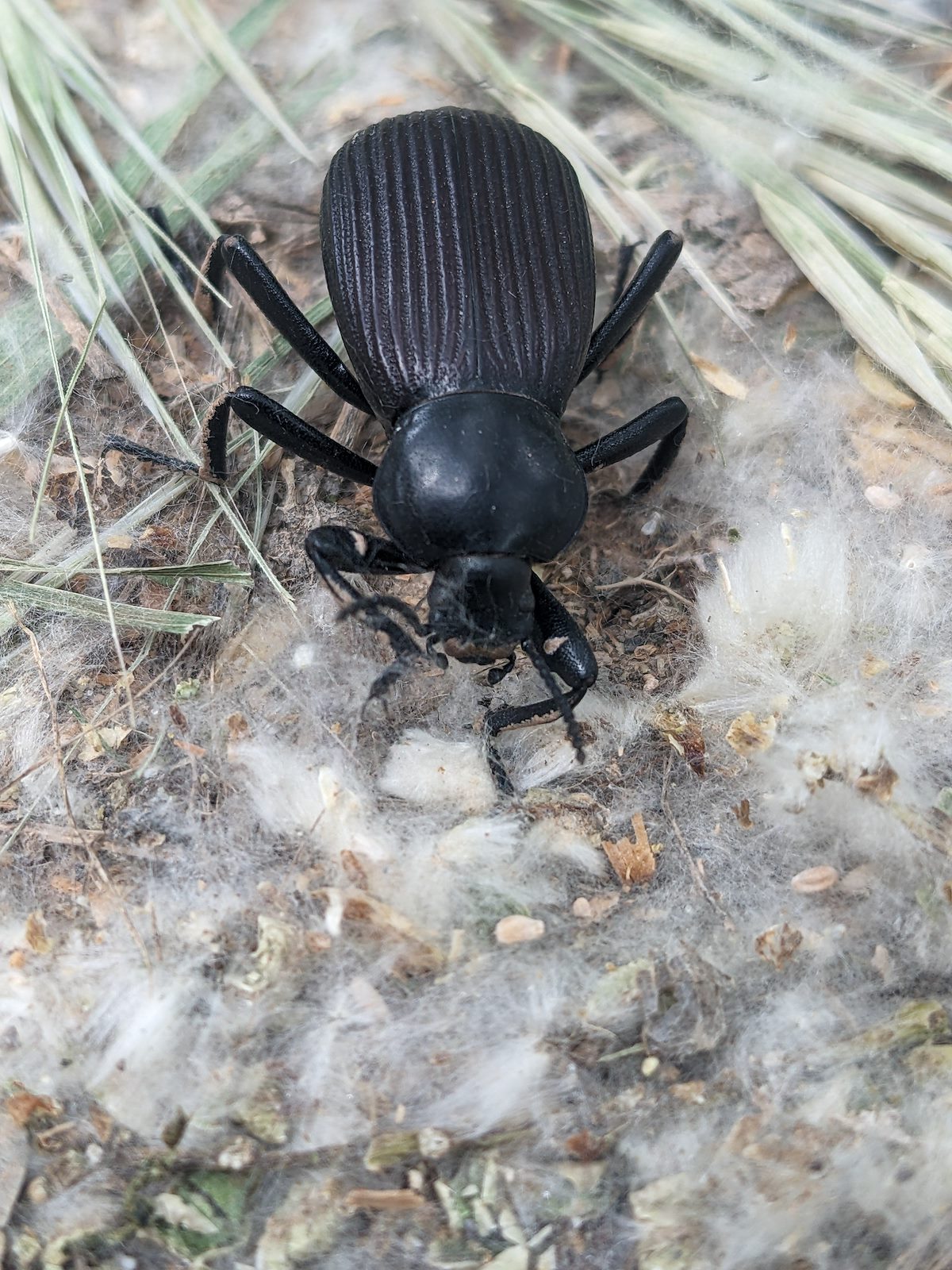 2023 May A Beetle in the Cotton along the Verde River