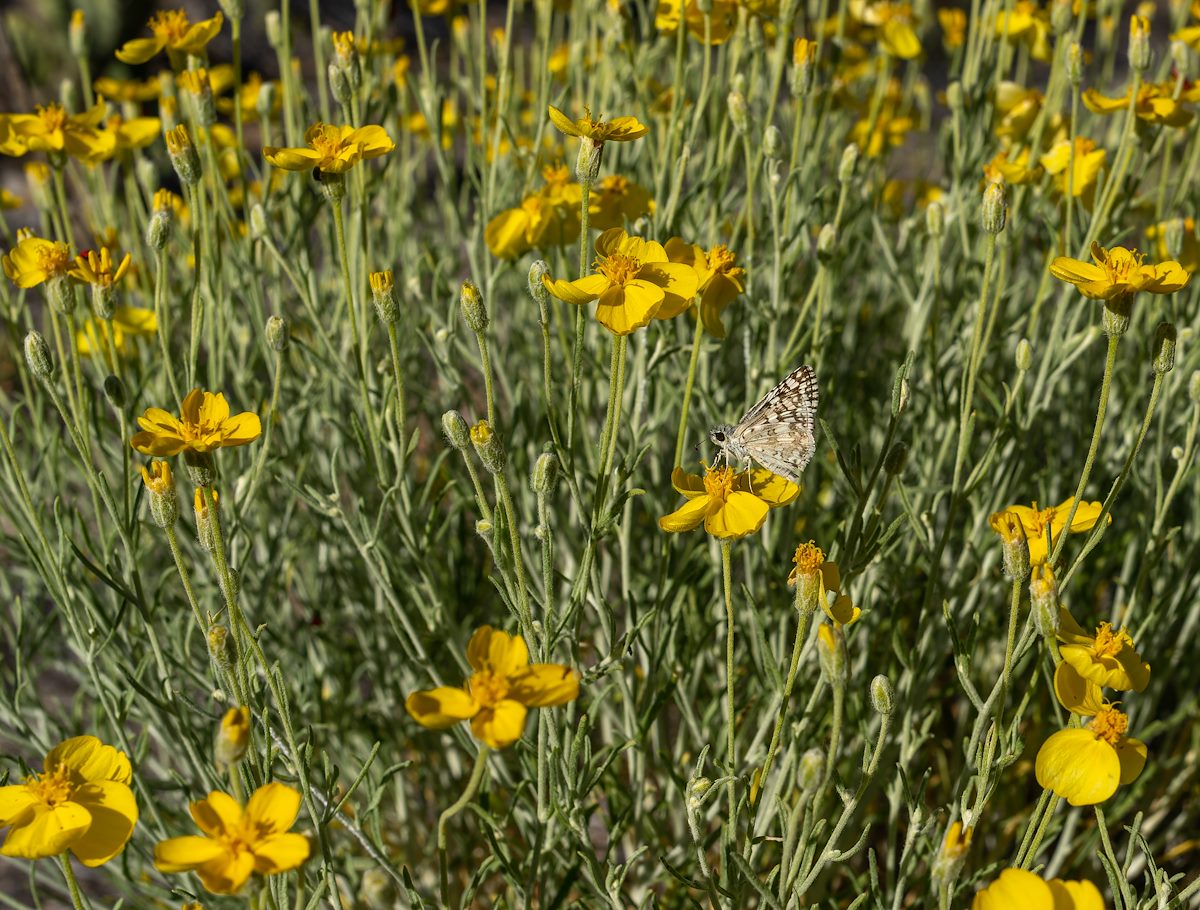 2023 May Checkered-Skipper and Whitestem Paper Flower