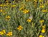 2023 May Checkered-Skipper and Whitestem Paper Flower