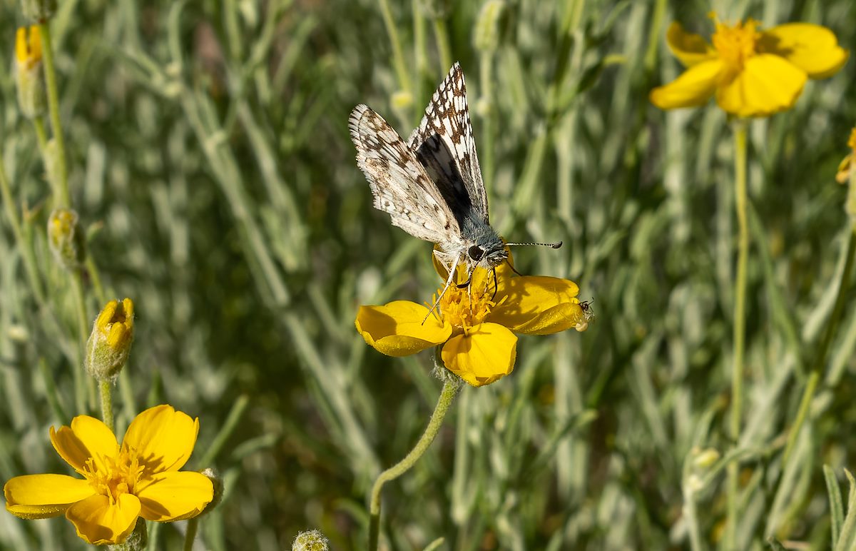 2023 May Checkered-Skipper, Spider and Ant on Whitestem Paper Flower