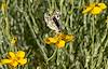 2023 May Checkered-Skipper, Spider and Ant on Whitestem Paper Flower