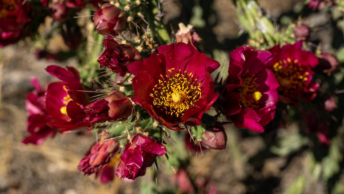 2023 May Cholla 02