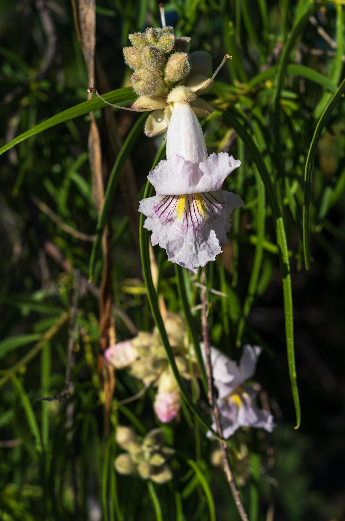 2023 May Desert Willow in the Rincon Valley