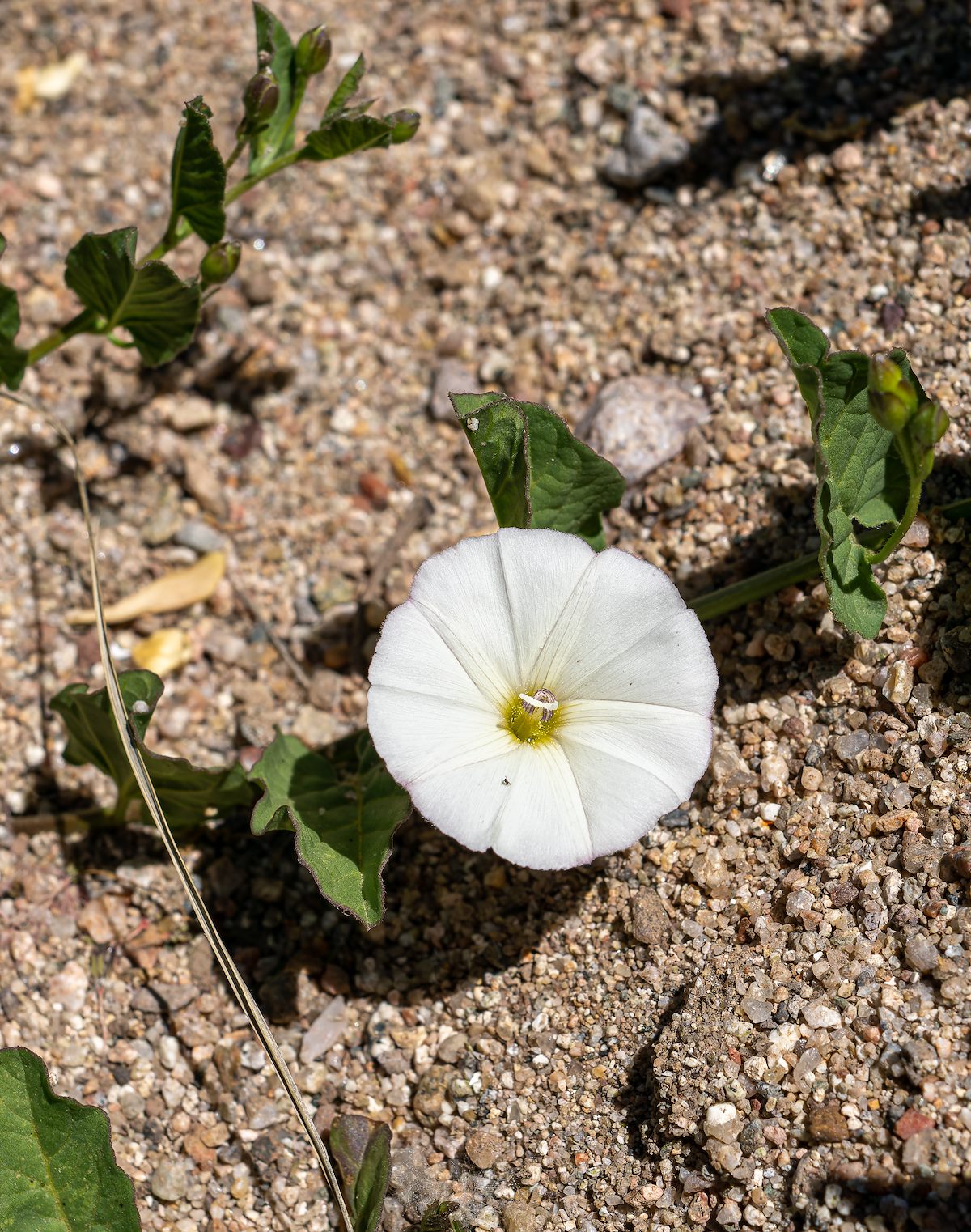 2023 May Flower Near the Verde River