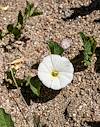 2023 May Flower Near the Verde River