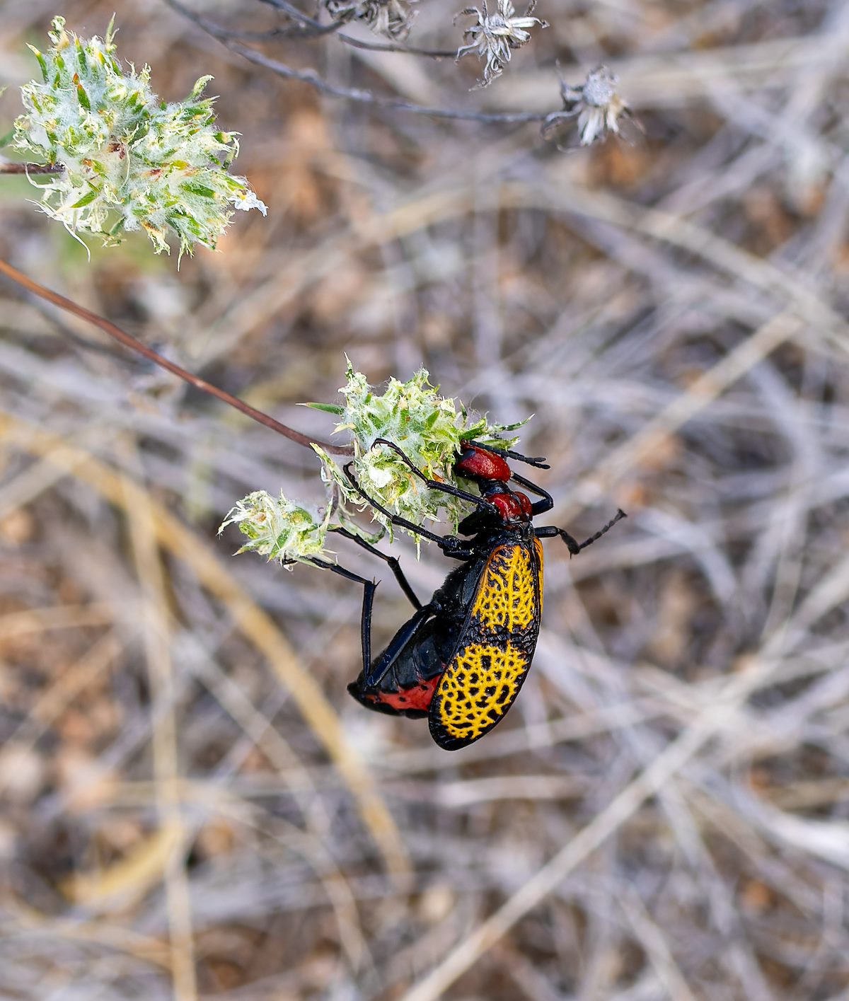 2023 May Iron Cross Blister Beetle 03