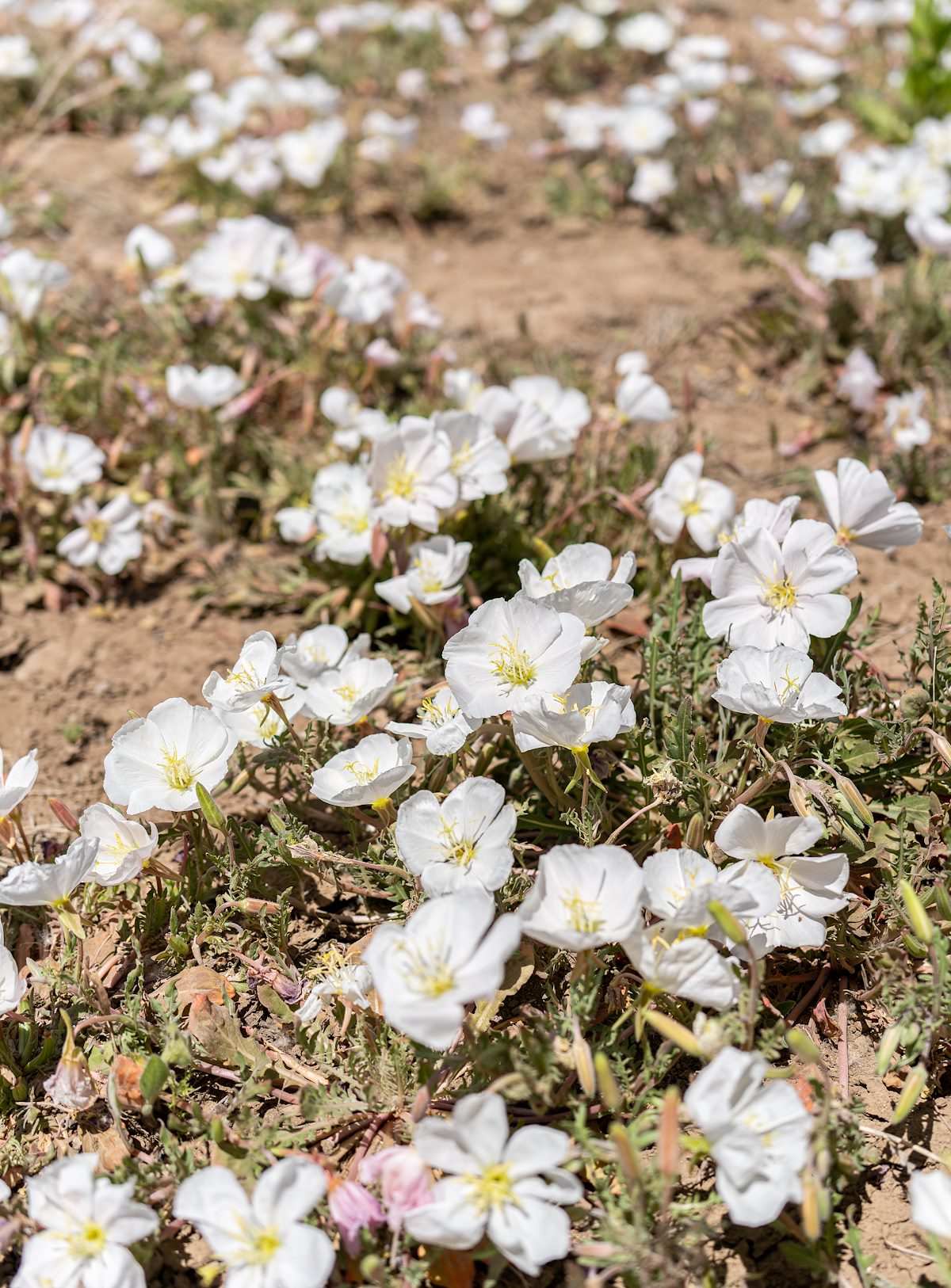 2023 May Large Patch of Evening Primrose