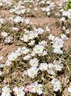 2023 May Large Patch of Evening Primrose