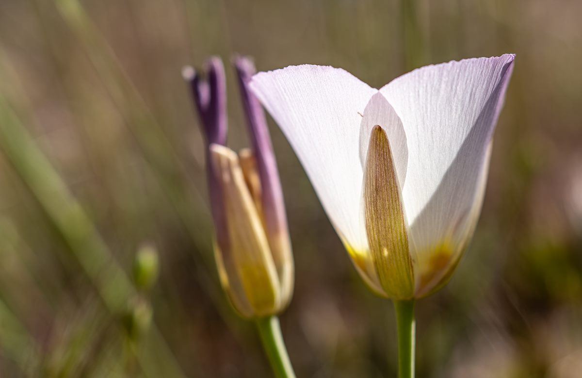 2023 May Light Thru a Mariposa Lily