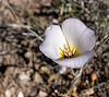 2023 May Mariposa Lily above Indigobush