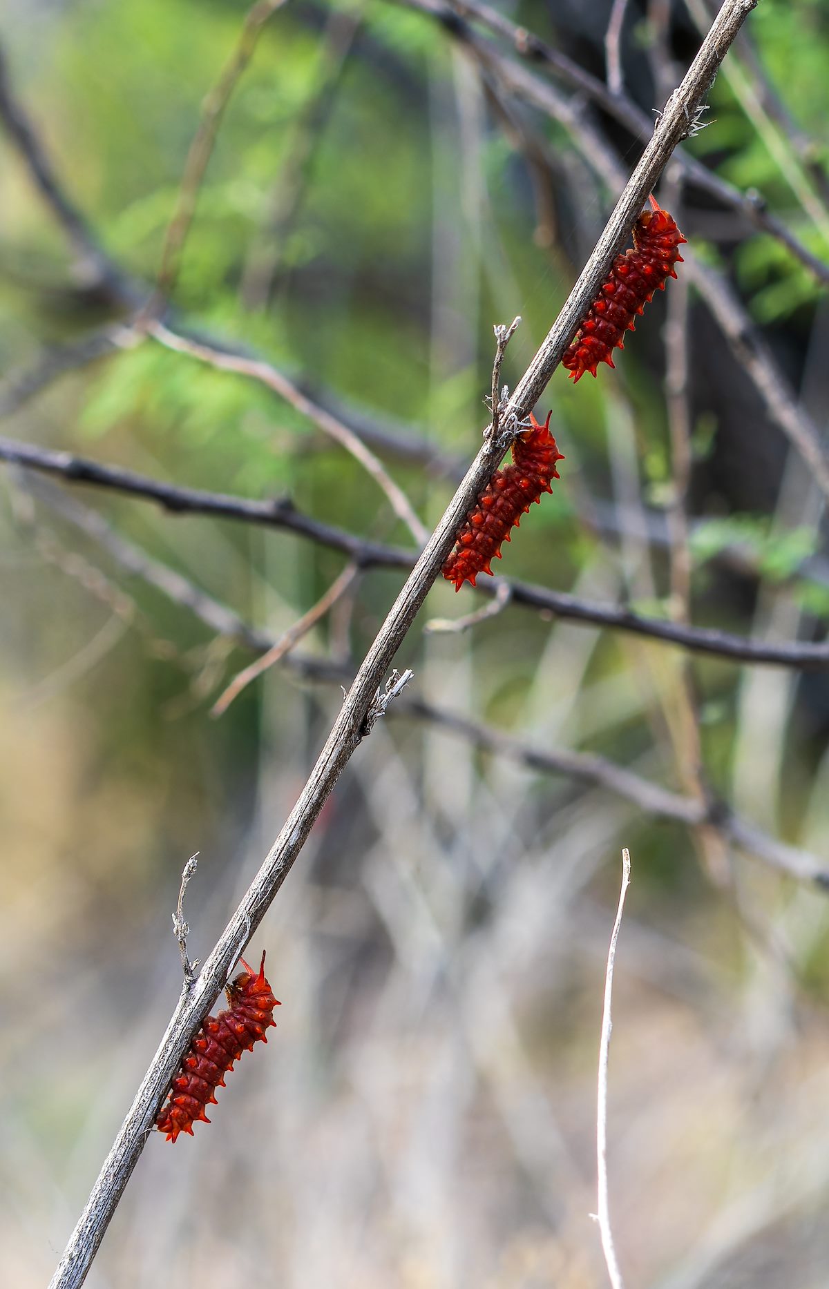 2023 May Pipevine Swallowtail Catepillars