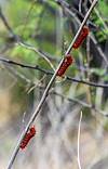 2023 May Pipevine Swallowtail Catepillars