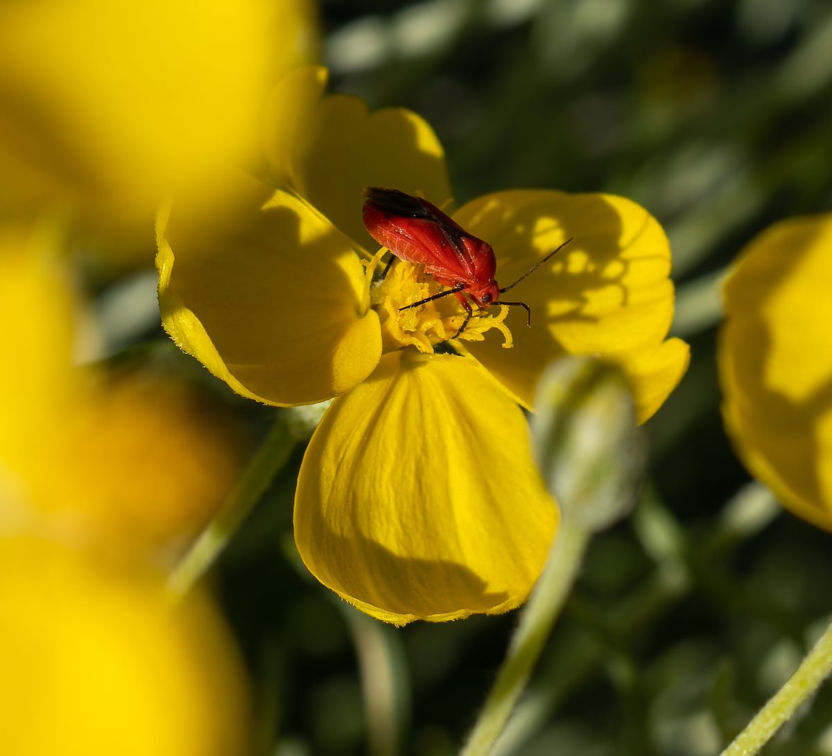 2023 May Plant Bug and Shadow