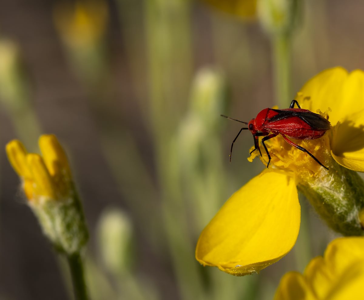 2023 May Plant Bug on Whitestem Paper Flower in the Rincon Valley