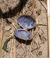 2023 May Shell on the Bank of the Verde River