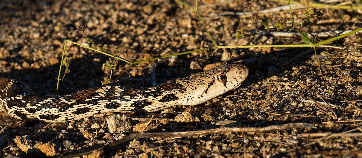 2023 May Sonoran Gopher Snake on the Arizona Trail