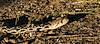 2023 May Sonoran Gopher Snake on the Arizona Trail