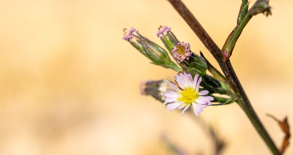 2023 November Aster in Cienega Creek