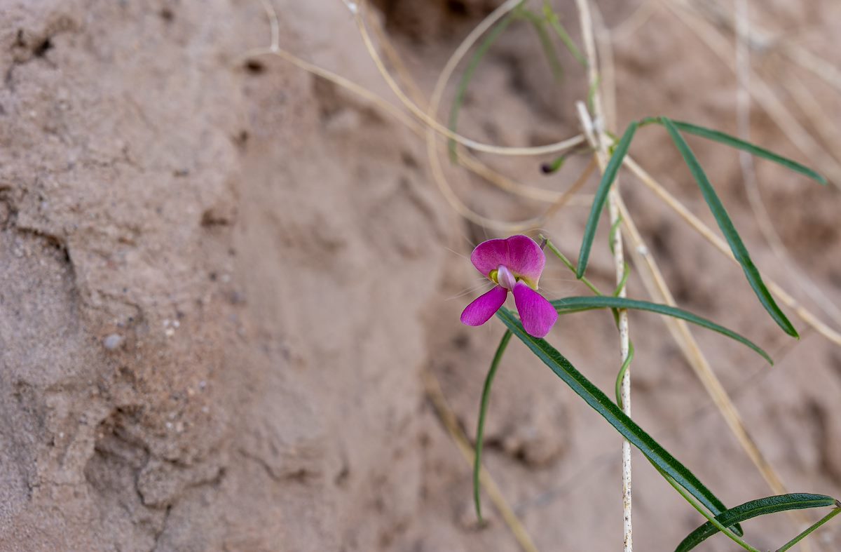 2023 November Bean Next to a Sandy Wall