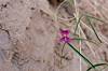 2023 November Bean Next to a Sandy Wall