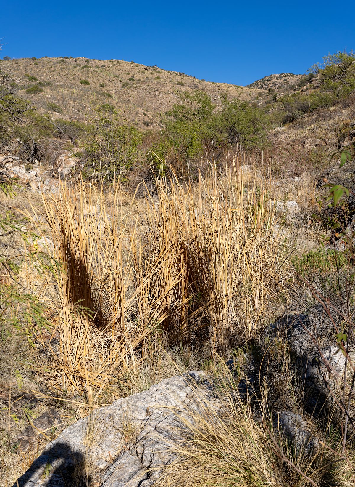 2023 November Brown Cattails