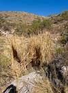 2023 November Brown Cattails