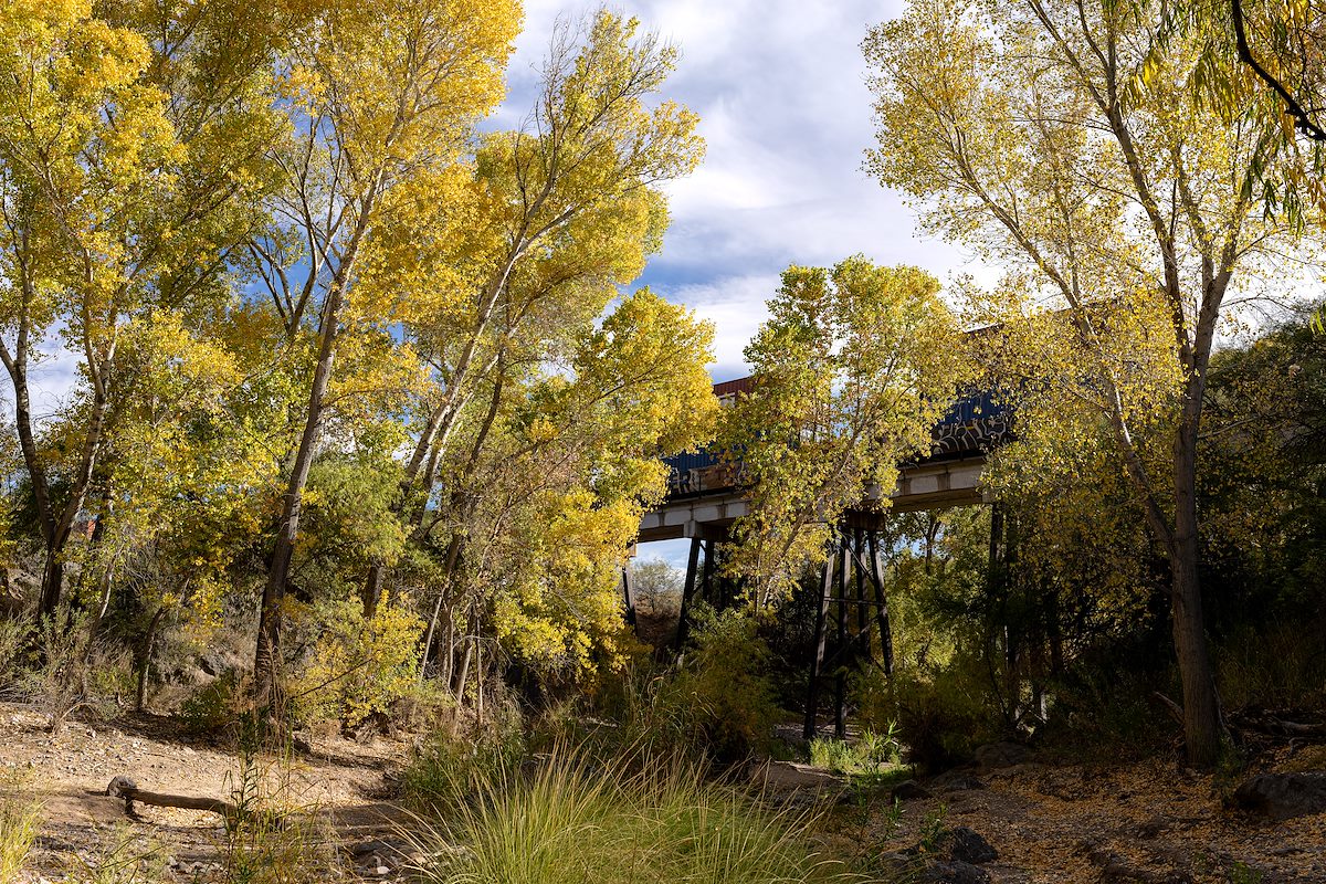 2023 November Cottonwoods Near the Train Tracks in Cienega Creek