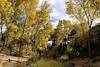 2023 November Cottonwoods Near the Train Tracks in Cienega Creek