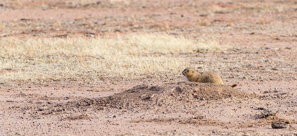 2023 November Empire Ranch Prarie Dogs 01