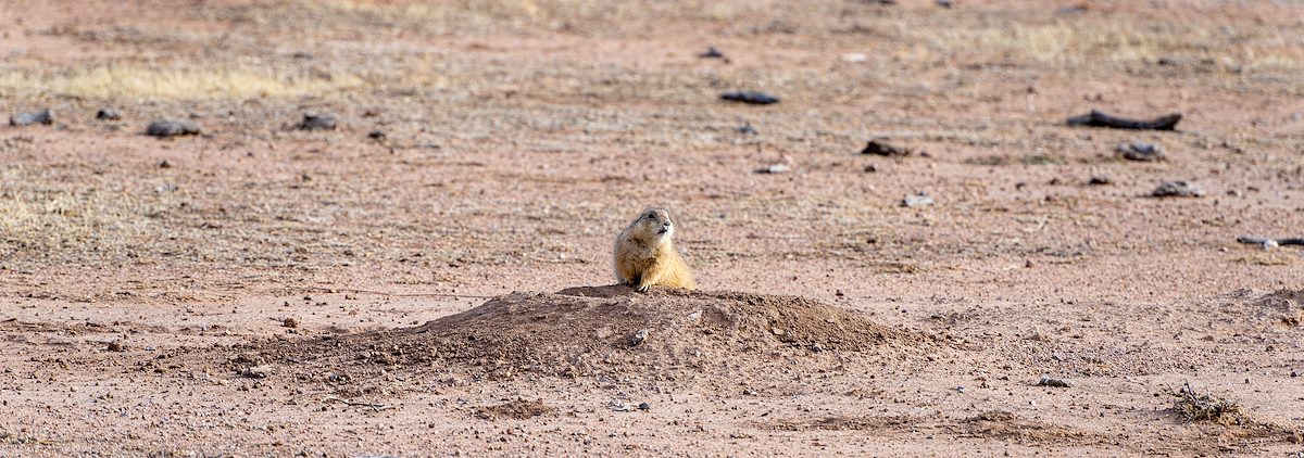 2023 November Empire Ranch Prarie Dogs 03