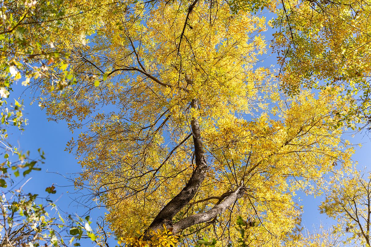 2023 November Fall Color in Colossal Cave Mountain Park