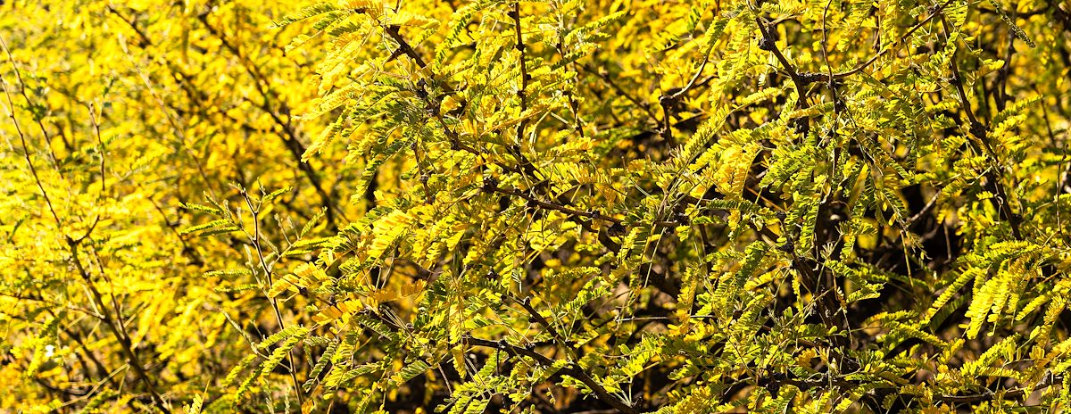 2023 November Fall Color in the Mesquites