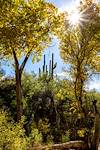 2023 November Fall Color with Saguaros in the Background