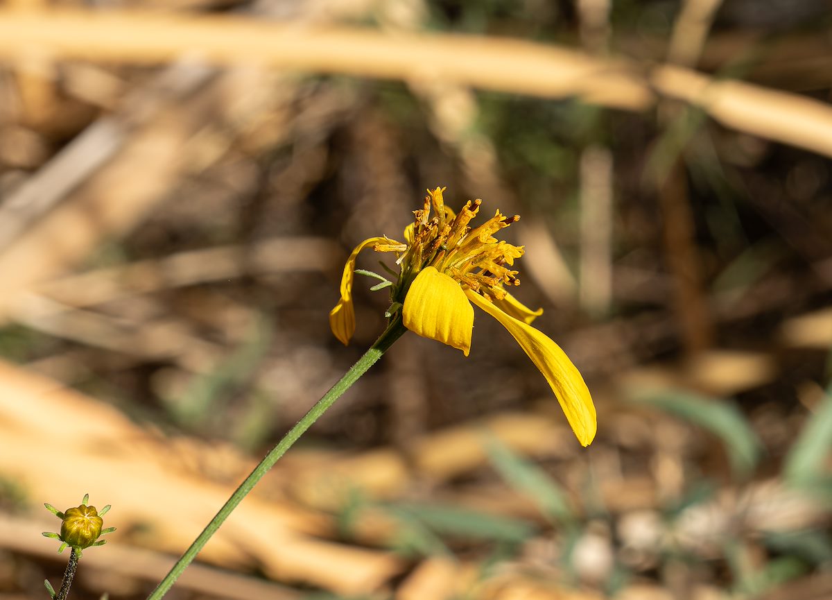 2023 November Lingering Winter Flowers