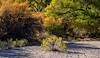 2023 November Rabbitbrush in a Wash about to meet the San Pedro River