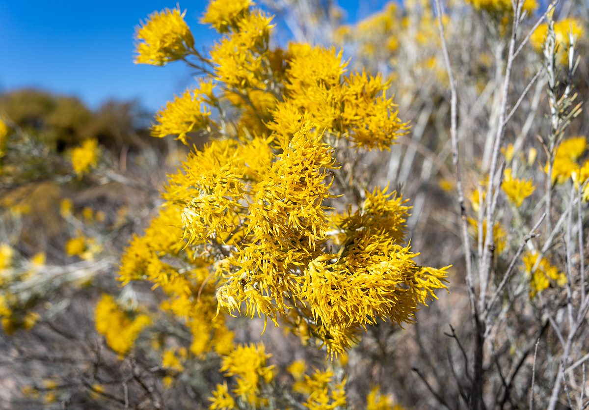 2023 November Rabbitbrush in a Wash near the San Pedro River