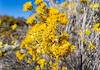 2023 November Rabbitbrush in a Wash near the San Pedro River