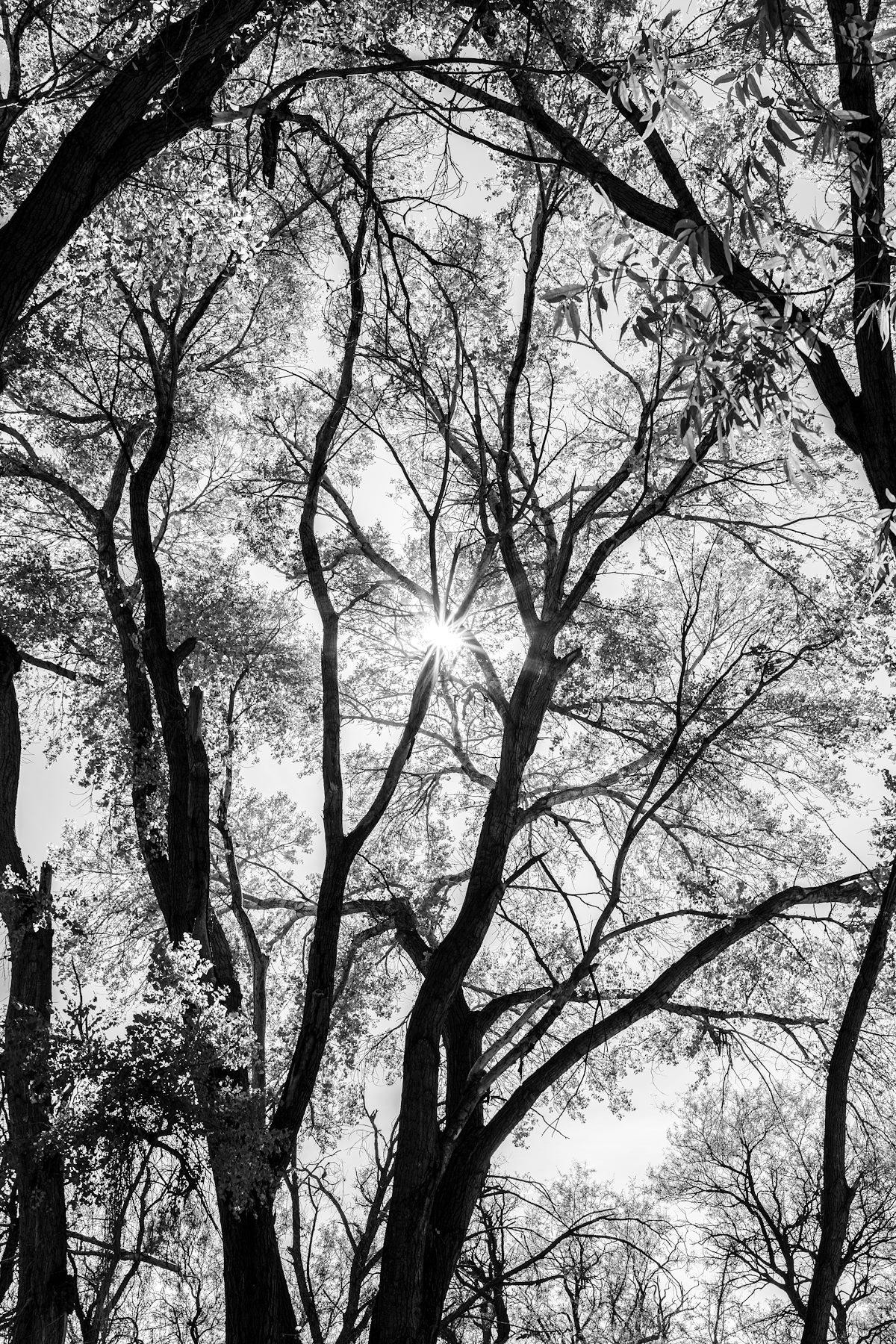 2023 November Trees above Cienega Creek near the Empire Ranch Headquarters