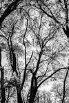 2023 November Trees above Cienega Creek near the Empire Ranch Headquarters