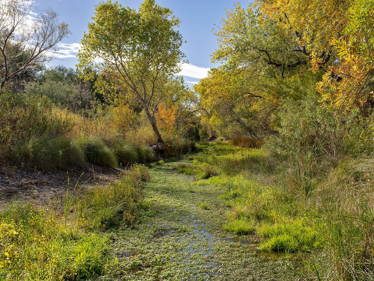 2023 November Water in Cienega Creek