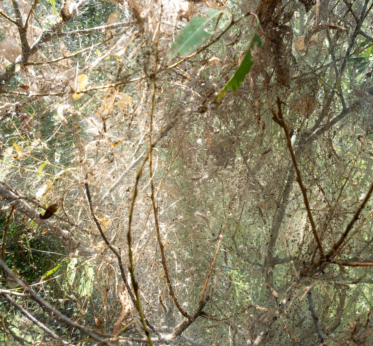 2023 October Tent Caterpillars in Posta Que Mada Canyon