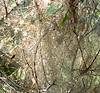 2023 October Tent Caterpillars in Posta Quemada Canyon